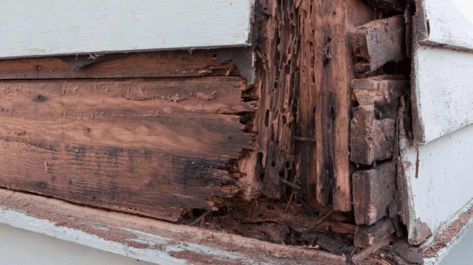 How to Deal with Rot Wood
